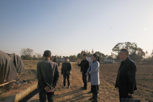 合作社 田间地头1.JPG